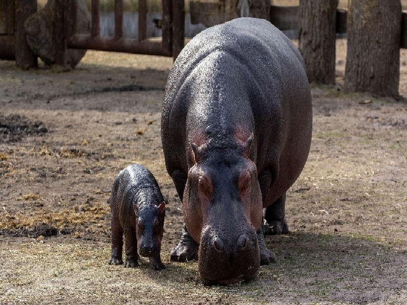 泰国单身女试管（人到中年和试管）